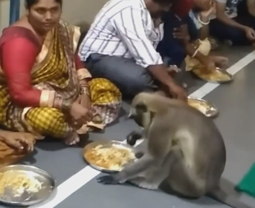обезьяна явилась в храм