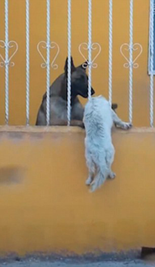 собака помогла застрявшему другу