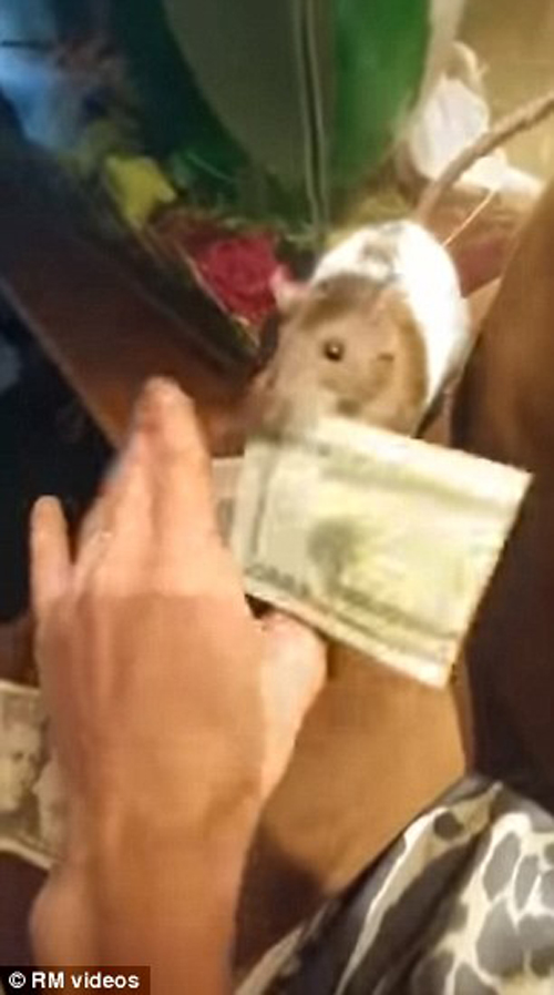 крыса ворует деньги