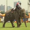 слоны на спортивном турнире