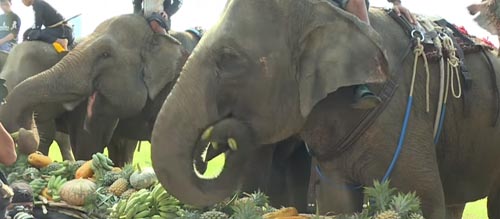 слоны на спортивном турнире