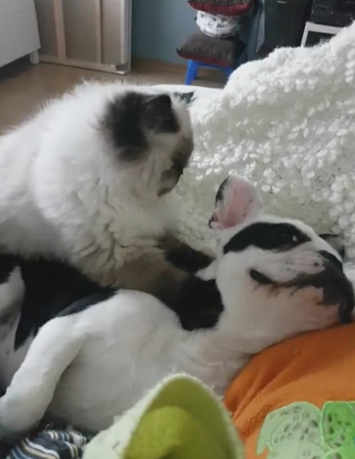 кошка делает массаж собаке