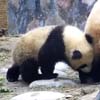 панда кусает маму за лапу