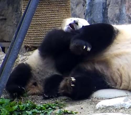 панда кусает маму за лапу