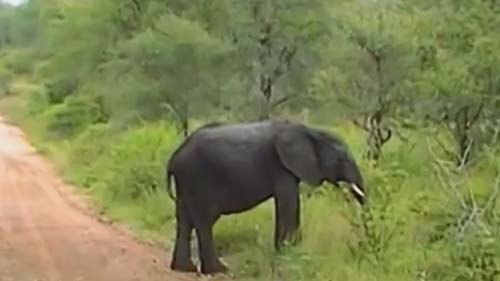 слон попытался напугать туристов