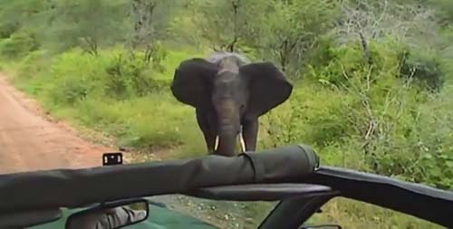 слон попытался напугать туристов