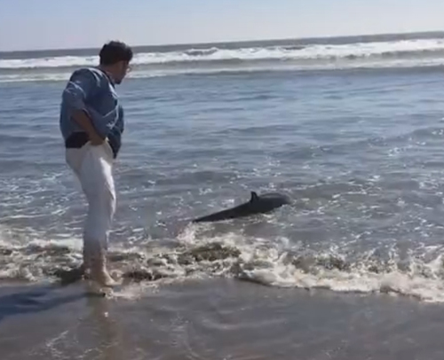 люди спасли дельфина