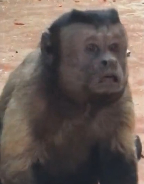 обезьяна с человеческим лицом