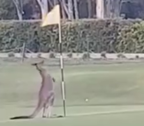 кенгуру подрался с флагом