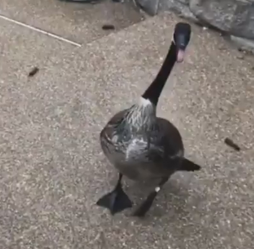 нападение дикого гуся