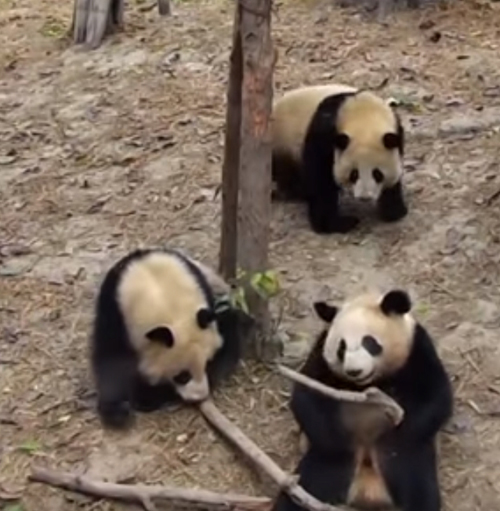 панда упала с дерева