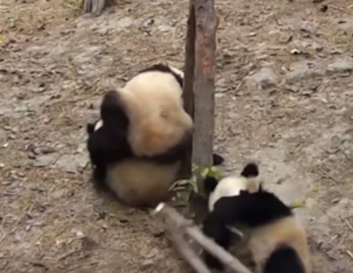 панда упала с дерева