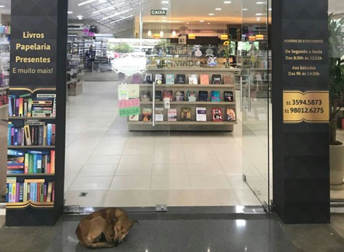 бездомная собака украла книгу