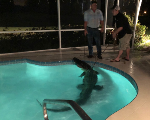аллигатор ночью в бассейне