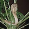 кобра расположилась на дереве