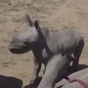 маленький носорог защищает маму