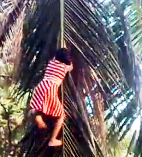 девочка взбирается на пальму