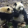 панда ест ворованный бамбук
