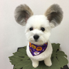 собака с ушами микки мауса