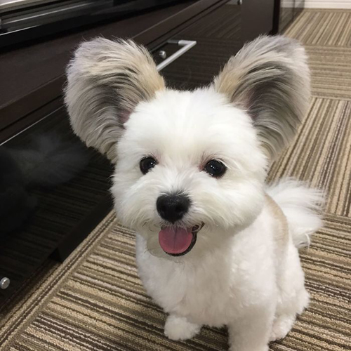 собака с ушами микки мауса