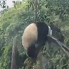 панда сломала ветку дерева