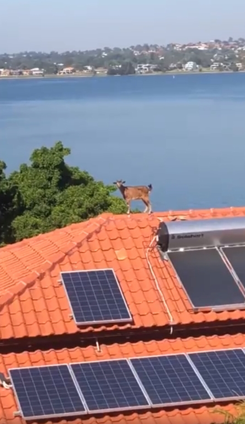 коза на крыше