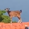 коза на крыше