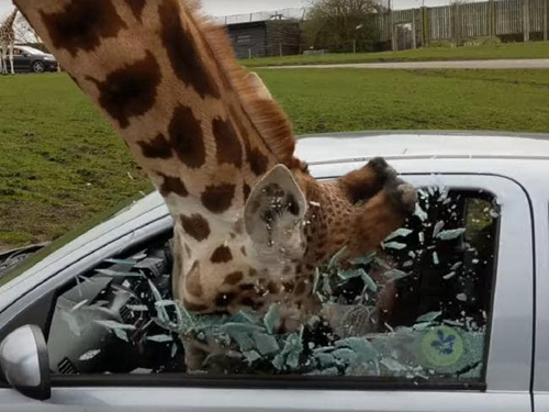 жираф сунул морду в машину