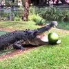 крокодил расправился с арбузом