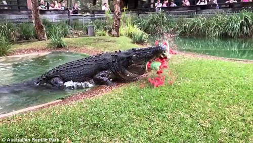 крокодил расправился с арбузом