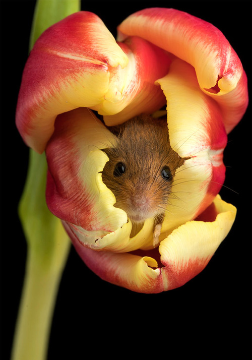 фотографии мышей в тюльпанах
