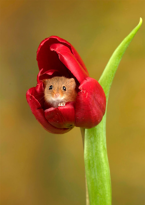 фотографии мышей в тюльпанах