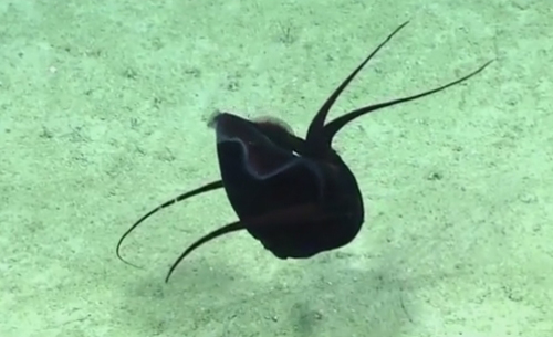 неопознанный кальмар под водой