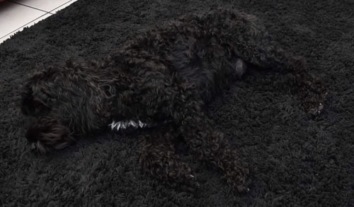 собака прячется на ковре