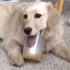 собака любит арахисовую пасту