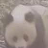 панда сломала видеокамеру