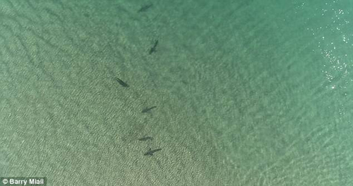 акулы подплыли близко к берегу