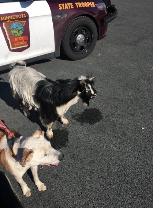 коза и собака гуляли по шоссе