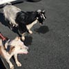 коза и собака гуляли по шоссе