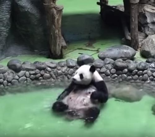 панда плескается в бассейне