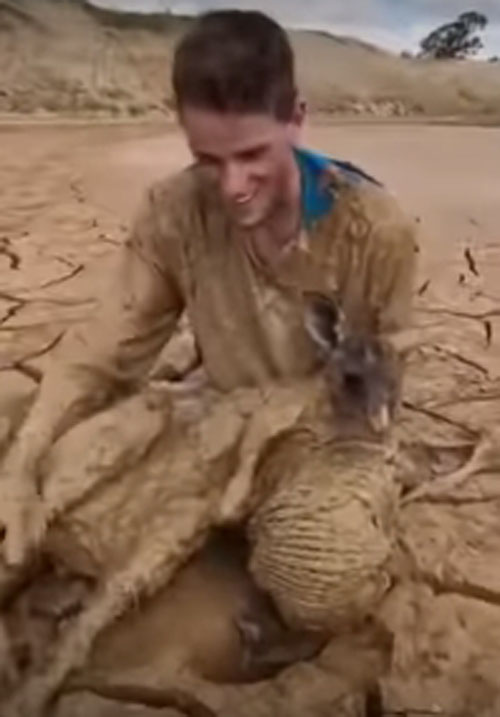спасение кенгуру из грязи