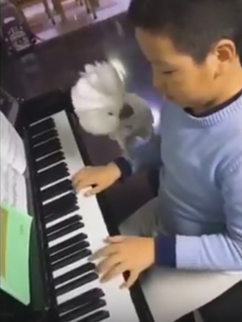 попугай любит фортепиано
