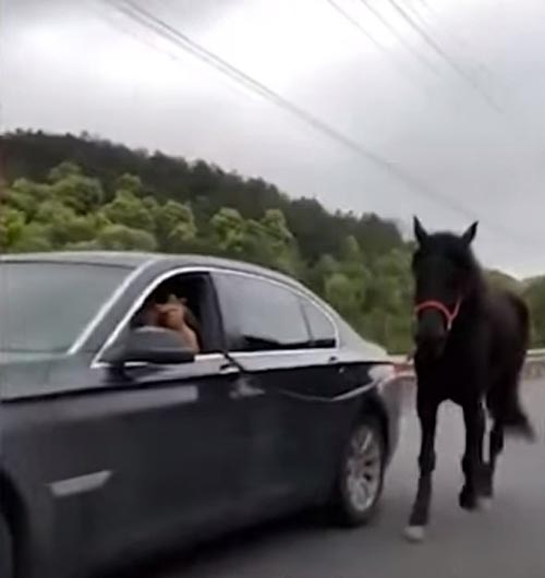 штраф за прогулку с лошадью