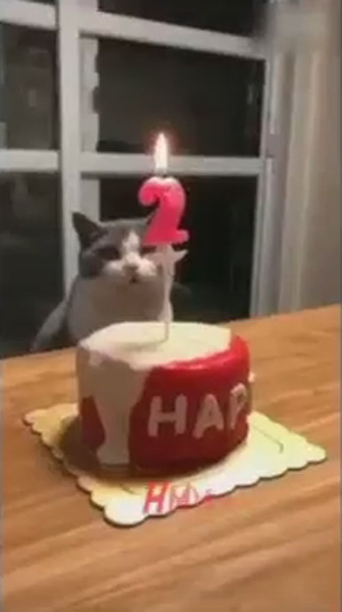 кошка затушила свечу
