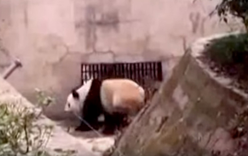 панда танцует в зоопарке