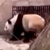 панда танцует в зоопарке