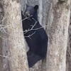 мама-медведица на дереве