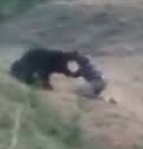 смертельное селфи с медведем