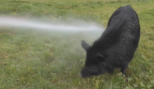 свинья принимает необычный душ