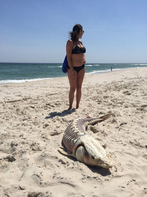 морское чудовище на пляже
